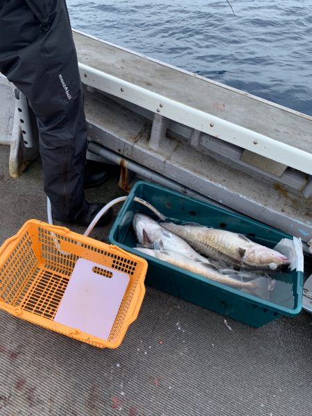 シーランチ 釣果