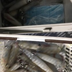 渡船屋たにぐち 釣果