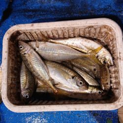 海龍丸（石川） 釣果