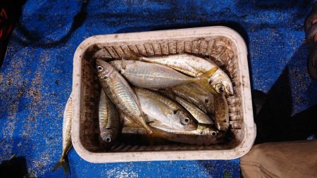 海龍丸（石川） 釣果