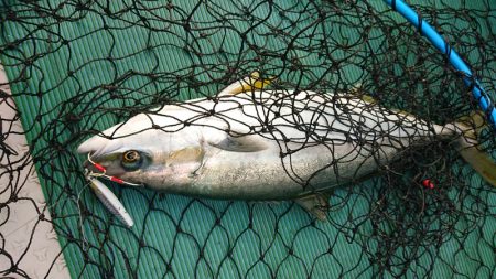 鷹王丸 釣果