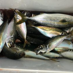 ヤザワ渡船 釣果