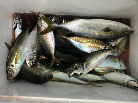 ヤザワ渡船 釣果