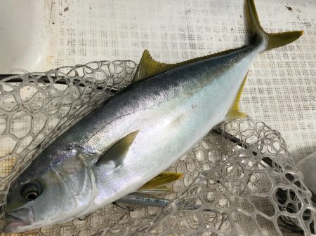 「LaGooN」蒼陽丸 日和号　 釣果