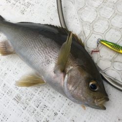 「LaGooN」蒼陽丸 日和号　 釣果