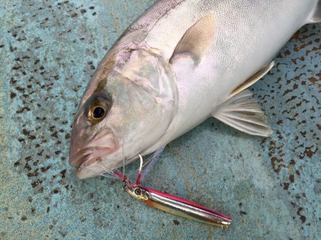 ぽん助丸 釣果