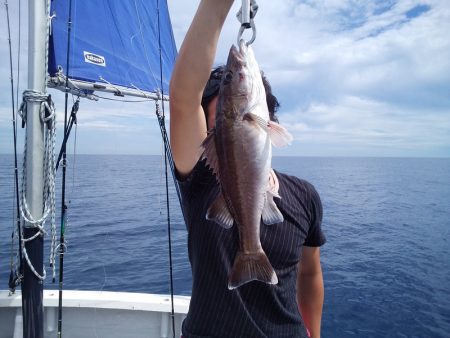 ひな丸 釣果