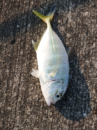 鹿児島釣行