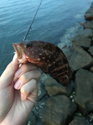 根魚を求めて②