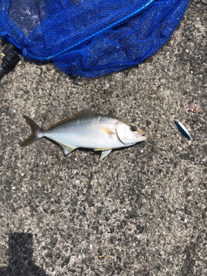 今年初めての青物釣れました