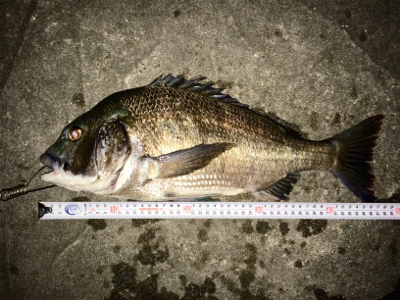 久しぶりの夜釣りと珍魚