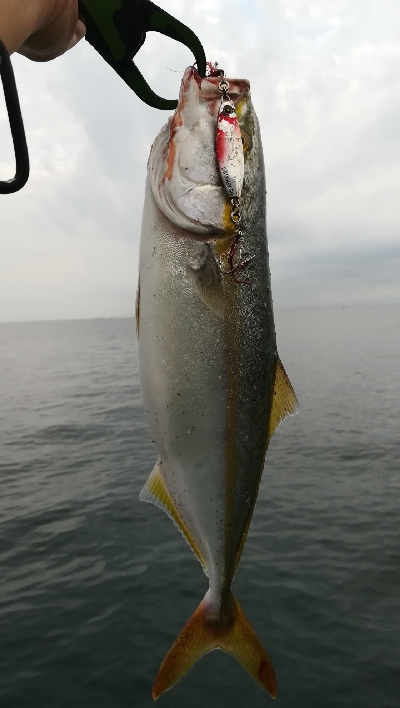 朝マズメ釣行