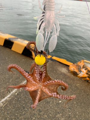 雨降りの釣り