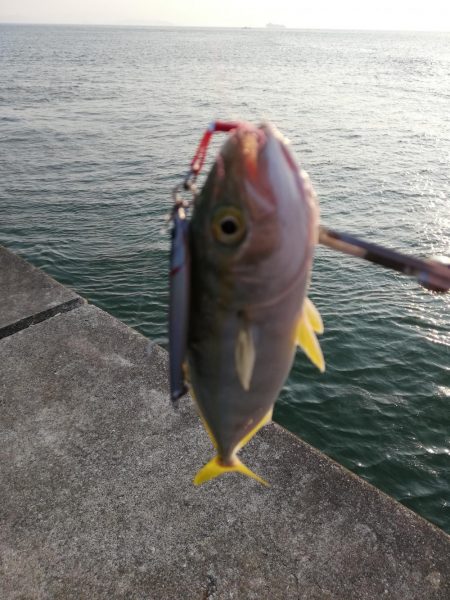 何か釣れた 愛知県 伊良湖港 ショアジギング ツバス ワカシ 陸っぱり 釣り 魚釣り 釣果情報サイト カンパリ