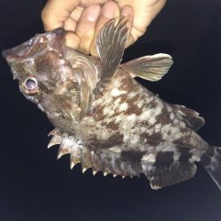 台風後の釣り