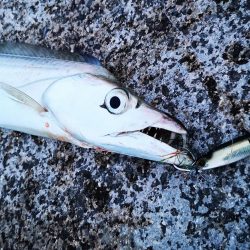 西表島ではレアな太刀魚です。