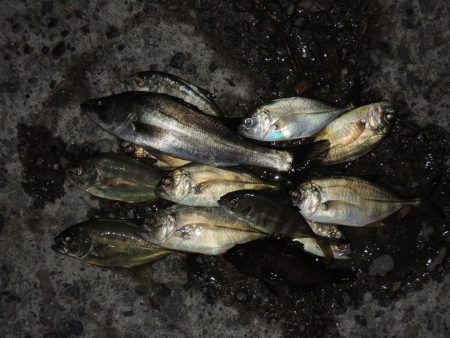 夏のエビ撒き釣り