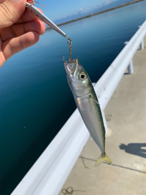 気温は暑いが釣果は涼しい