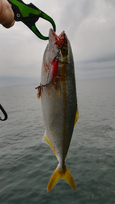 朝マズメ釣行