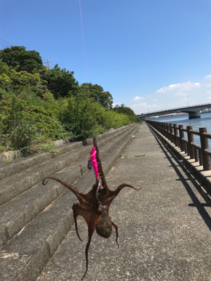 久しぶりにタコ釣り