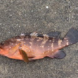 雨の中アコウ釣りました