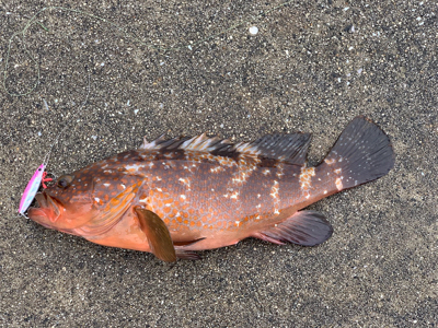 雨の中アコウ釣りました