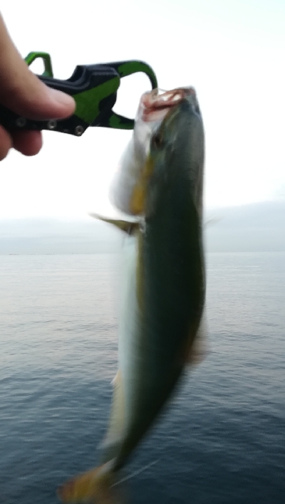 朝マズメ釣行