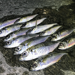 瀬戸内の島アジング（2019-14)