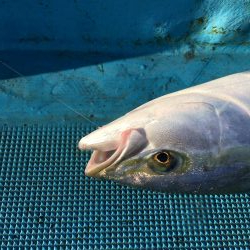 鳴門沖釣り