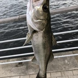 まさかのシーバスが釣れました