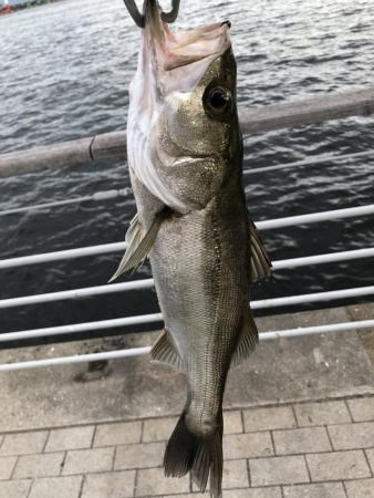 まさかのシーバスが釣れました