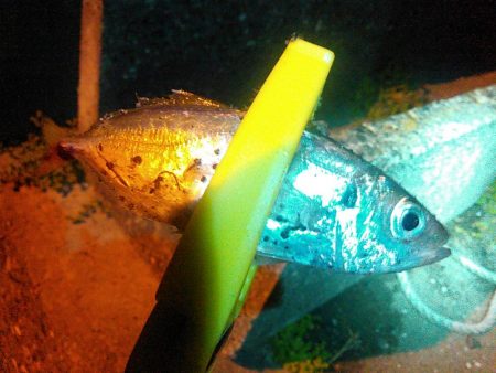 浜名湖 アジング ナイトゲーム 静岡県 浜名湖西部 アジング アジ 陸っぱり 釣り 魚釣り 釣果情報サイト カンパリ