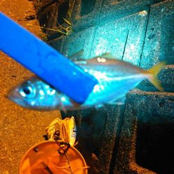 浜名湖 メッキが釣れています