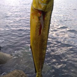 今日もペンペン祭り