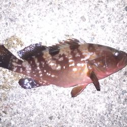 昼から雨予報なので午前中の釣り