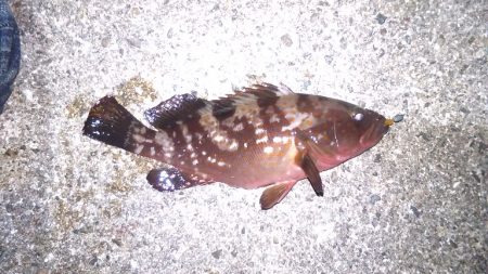 昼から雨予報なので午前中の釣り