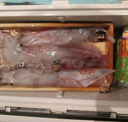 松福丸 釣果