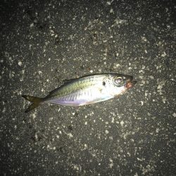 台風後の釣り