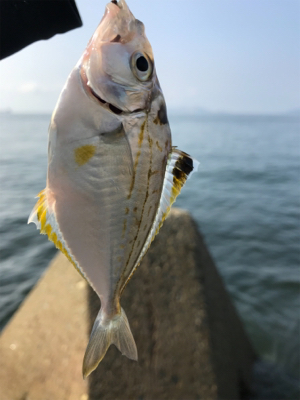 ちょい投げキス釣り(^^)