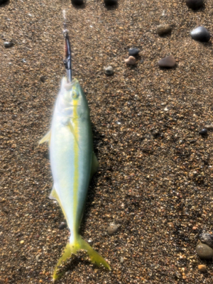 ショアジギング 道南津軽海峡