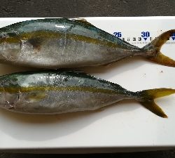 朝マズメ釣行