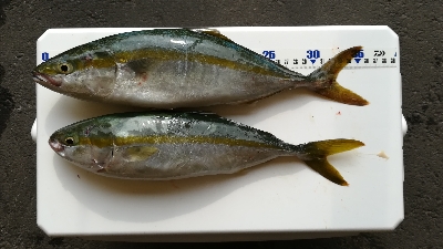 朝マズメ釣行