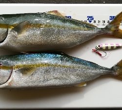 朝マズメ釣行