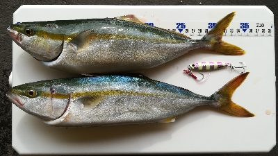 朝マズメ釣行