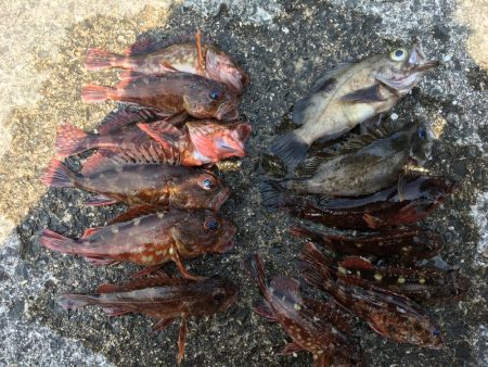 寝魚祭り メバル ガシラ アイナメ 石鯛 イシガキダイ中アジ 豆アジ爆釣！