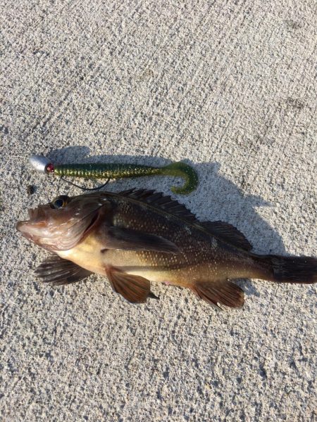 函館港のソイ釣り 北海道 ロックフィッシュ ルアー ソイ 陸っぱり 釣り 魚釣り 釣果情報サイト カンパリ