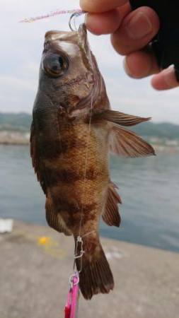 淡路タチウオ調査〜活性は高いぞ！