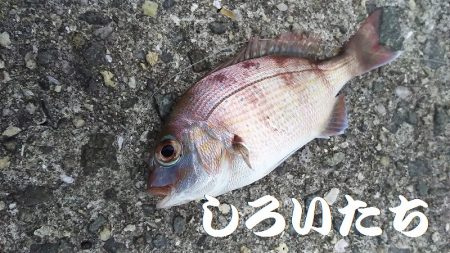 自己記録のグレが釣れました。