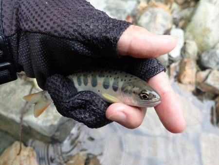 揖保川渓流釣り