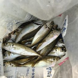 青物いるが釣れず、アジばかり